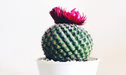 Featured image of post Design Pattern: Bill Pugh Singleton in Java – surprisingly simple